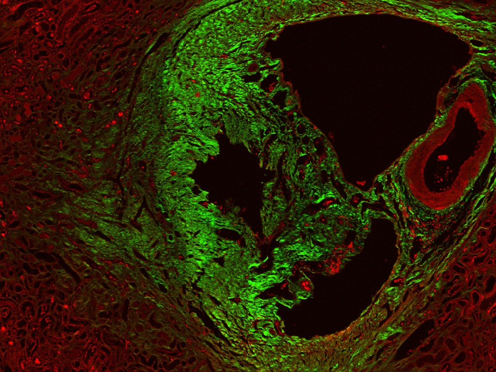 Multi-contrast bioimaging tissue