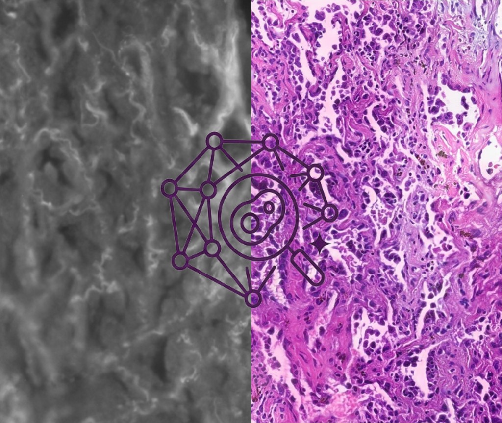 H&E color reconstruction