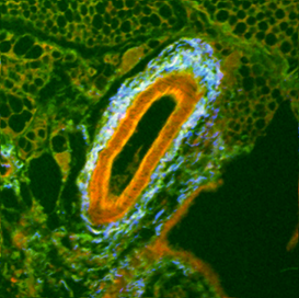 3D volumetric live imaging for biological research